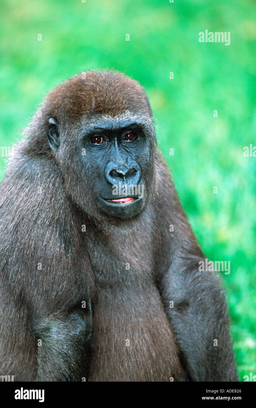 Flachlandgorilla Gorilla Gorilla Gorilla Portrait Distribution tropischen Regenwald westlichen Zentralafrika Stockfoto