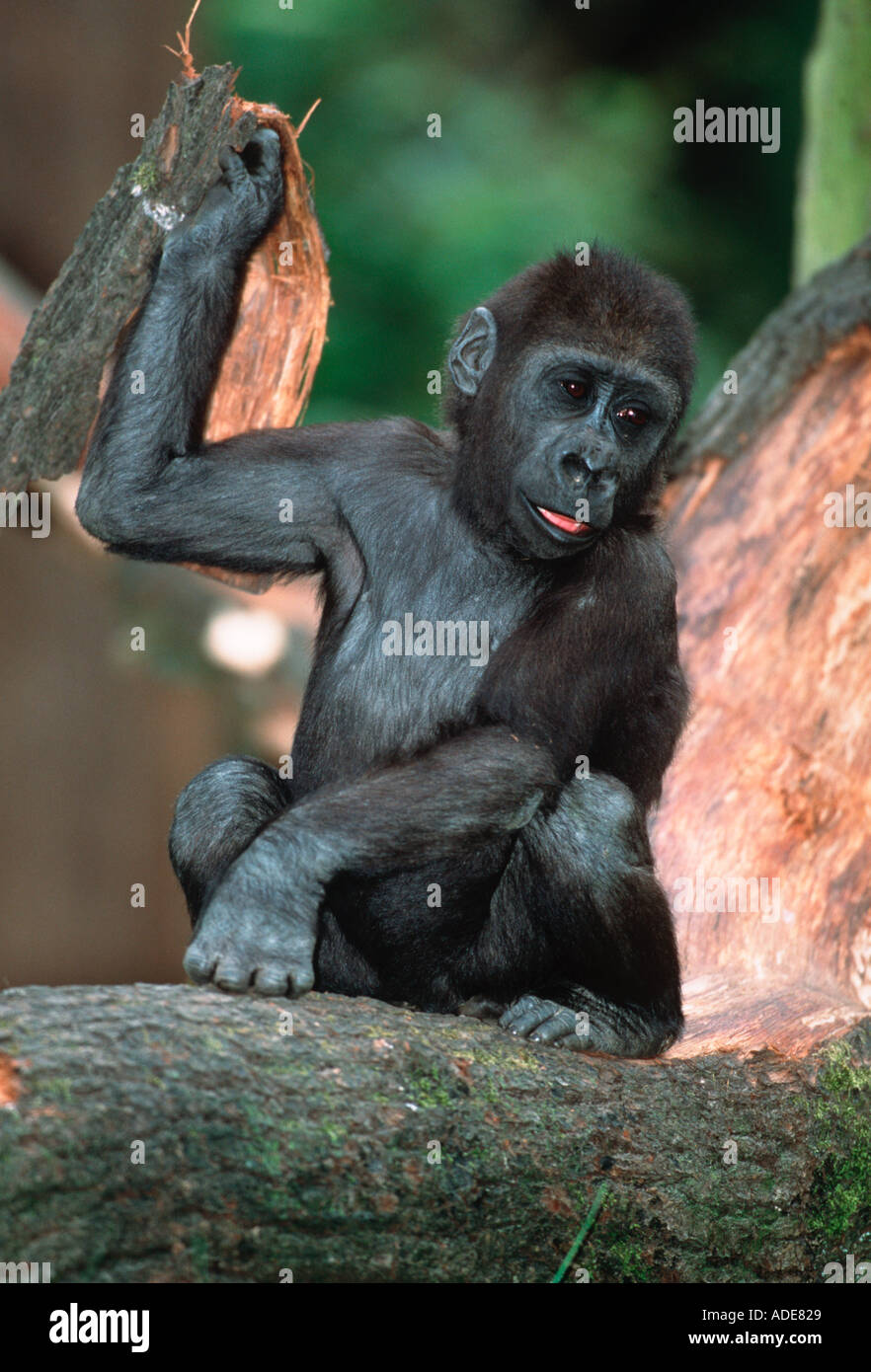 Flachlandgorilla Gorilla Gorilla Gorilla Juvenile Distribution tropischen Regenwald westlichen Zentralafrika Stockfoto