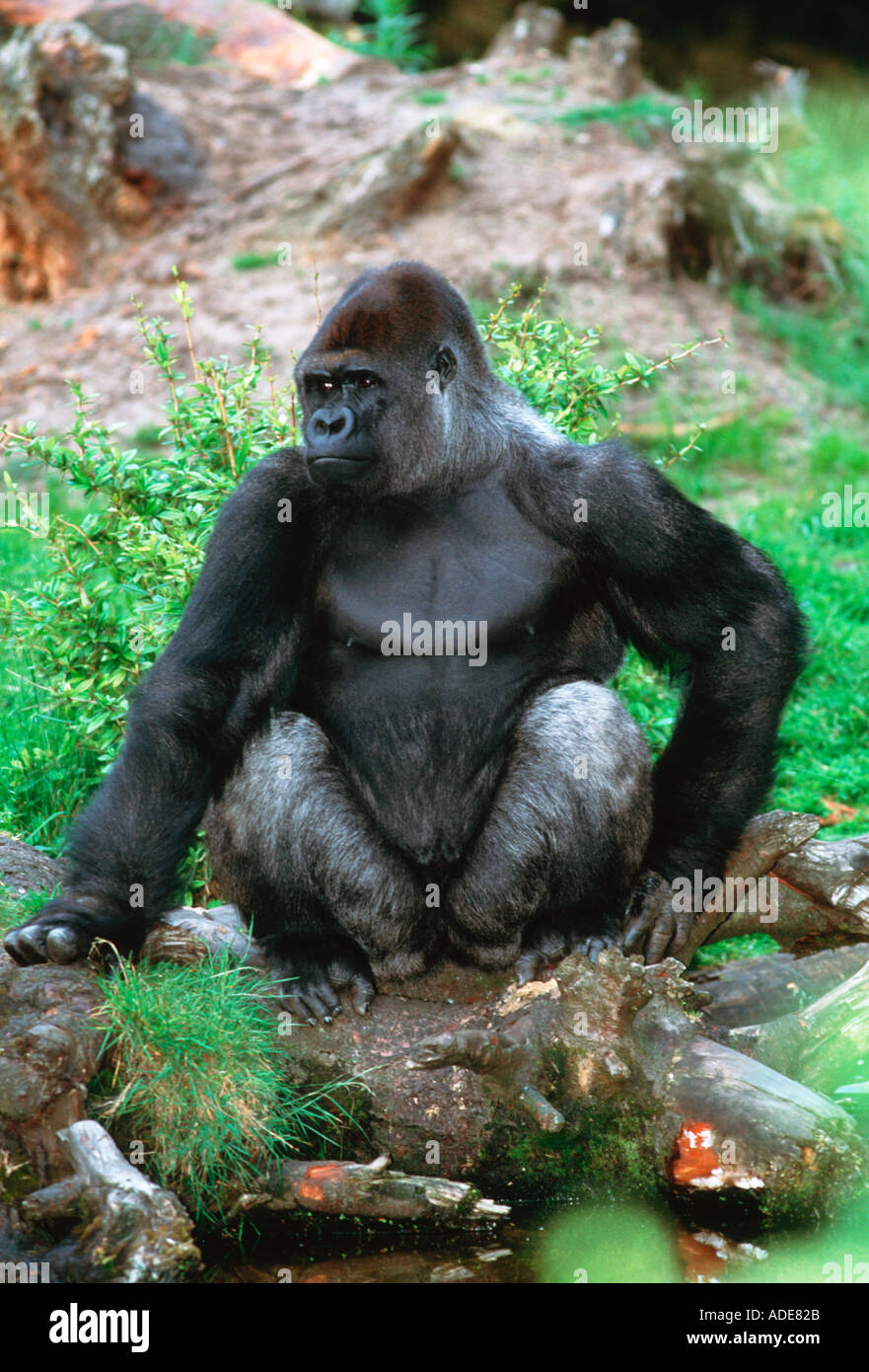 Flachlandgorilla Gorilla Gorilla Gorilla Silberrücken männlichen Distribution tropischen Regenwald westlichen Zentralafrika Stockfoto