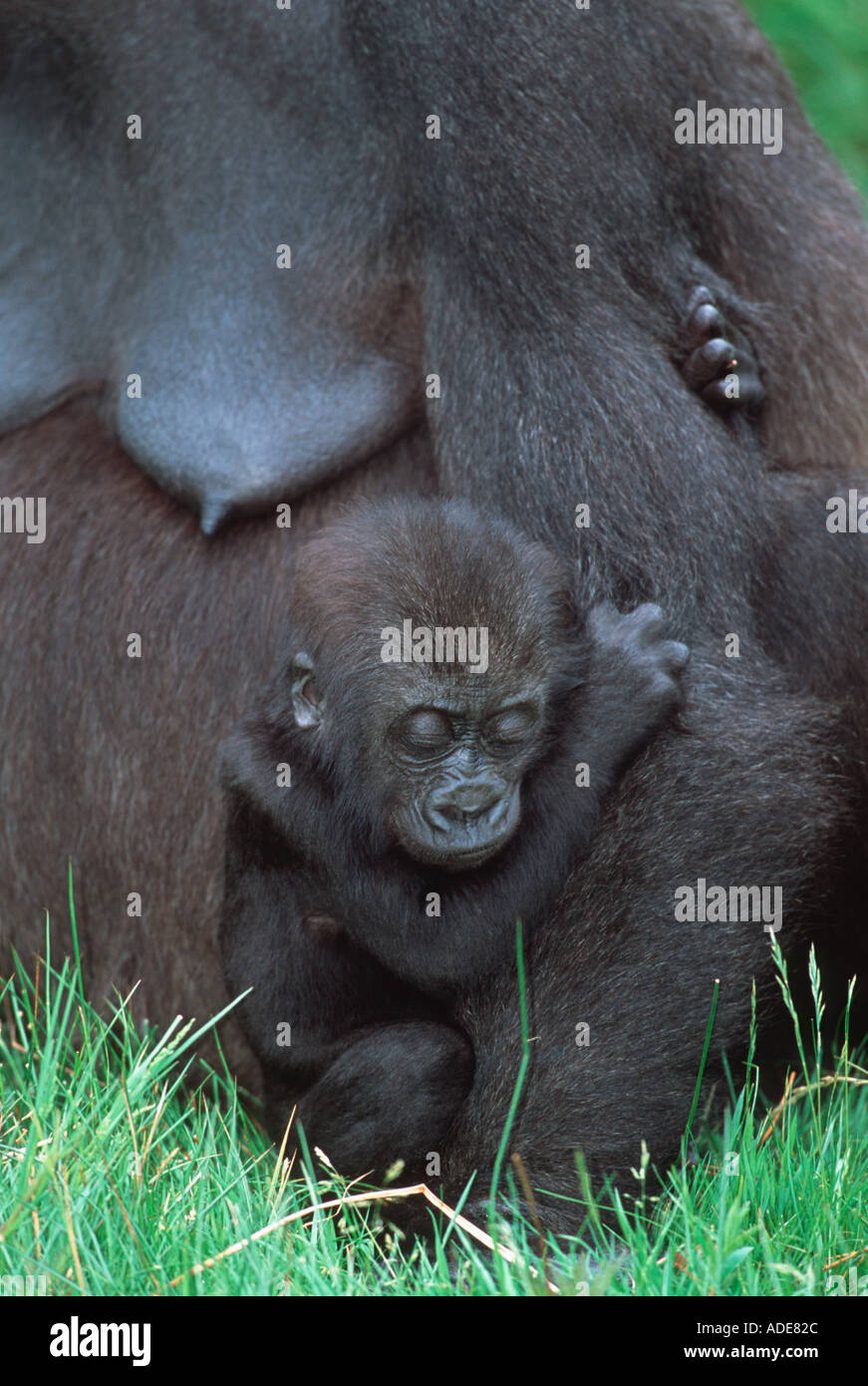 Flachlandgorilla Gorilla Gorilla Gorilla Mutter und junge Distribution tropischen Regenwald westlichen Zentralafrika Stockfoto
