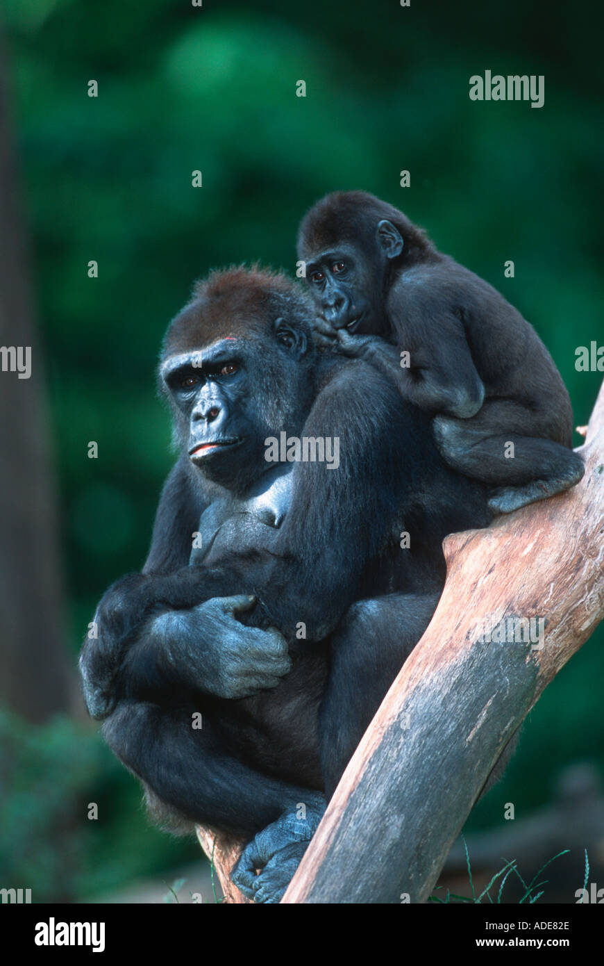 Flachlandgorilla Gorilla Gorilla Gorilla Mutter und junge Distribution tropischen Regenwald westlichen Zentralafrika Stockfoto