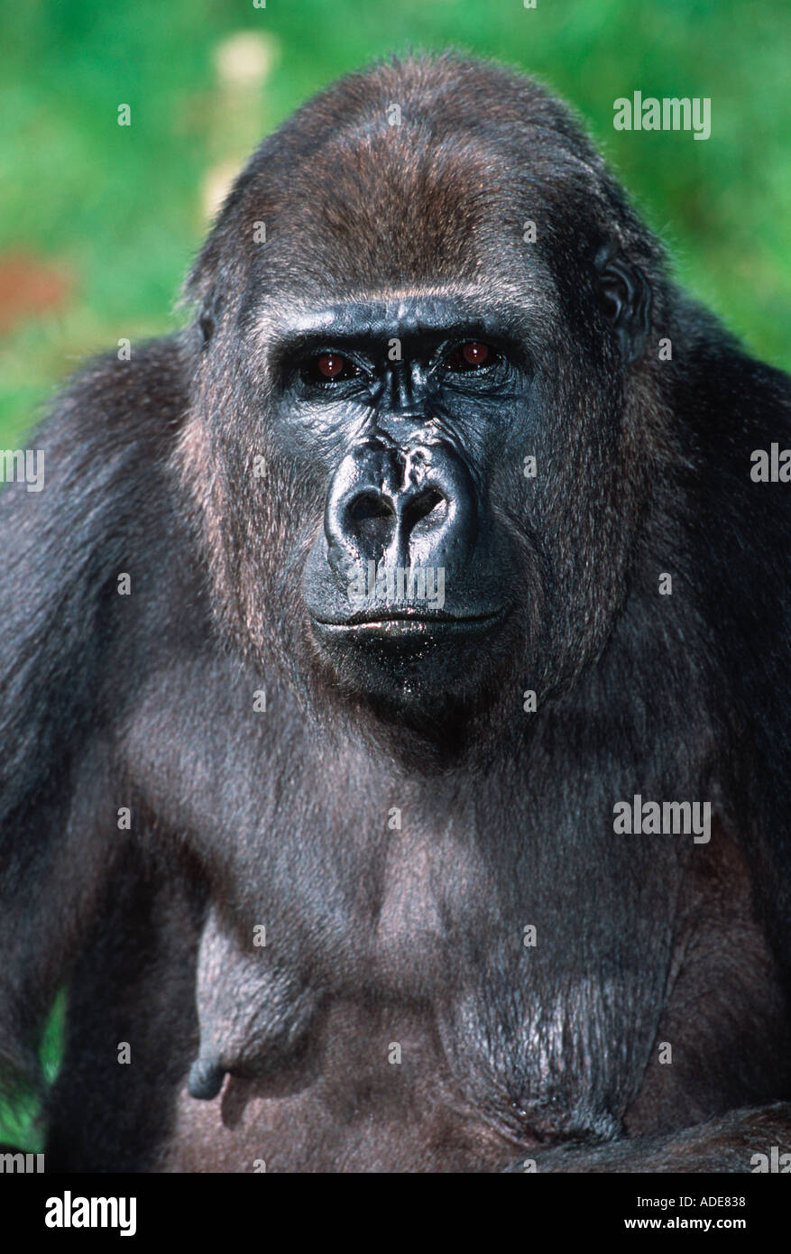 Flachlandgorilla Gorilla Gorilla Gorilla Portrait Distribution tropischen Regenwald westlichen Zentralafrika Stockfoto