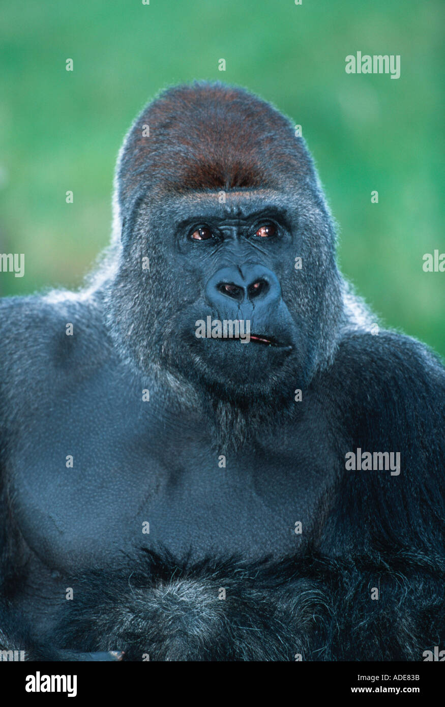 Flachlandgorilla Gorilla Gorilla Gorilla Porträt des männlichen Distribution tropischen Regenwald Western Zentralafrika Stockfoto