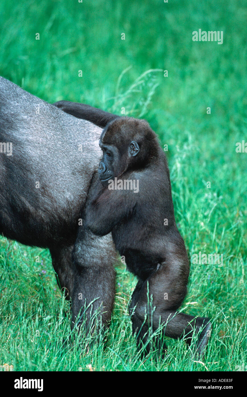 Flachlandgorilla Gorilla Gorilla Gorilla Juvenile Distribution tropischen Regenwald westlichen Zentralafrika Stockfoto