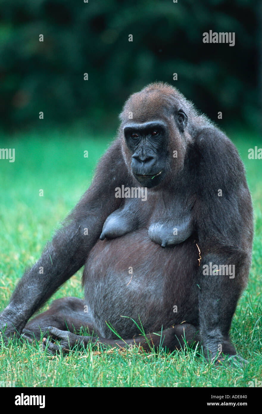 Flachlandgorilla Gorilla Gorilla Gorilla weibliche Verteilung tropischen Regenwald westlichen Zentralafrika Stockfoto