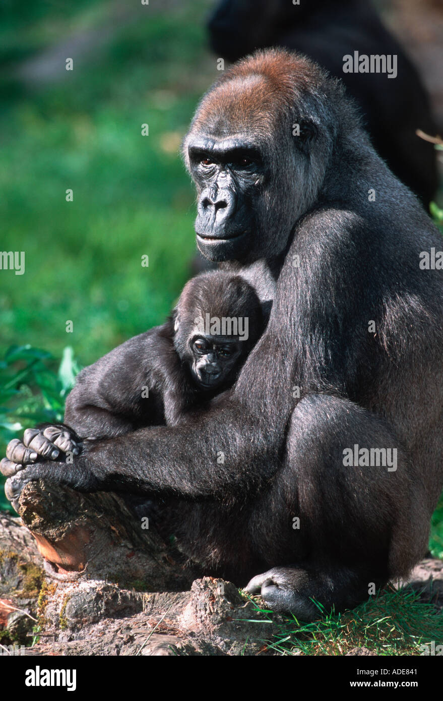 Flachlandgorilla Gorilla Gorilla Gorilla Mutter und junge Distribution tropischen Regenwald westlichen Zentralafrika Stockfoto