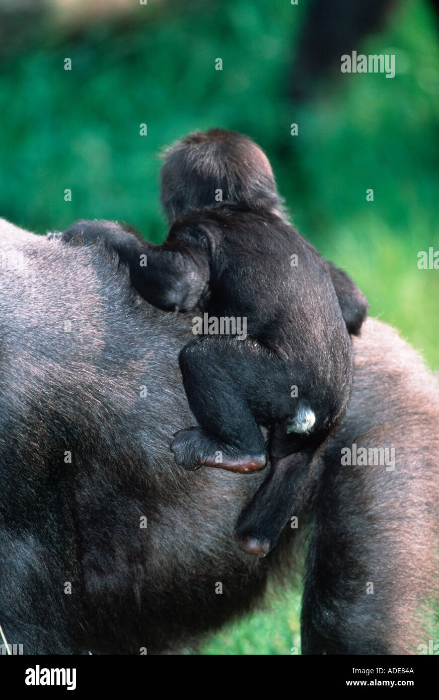 Flachlandgorilla Gorilla Gorilla Gorilla Juvenile Distribution tropischen Regenwald westlichen Zentralafrika Stockfoto