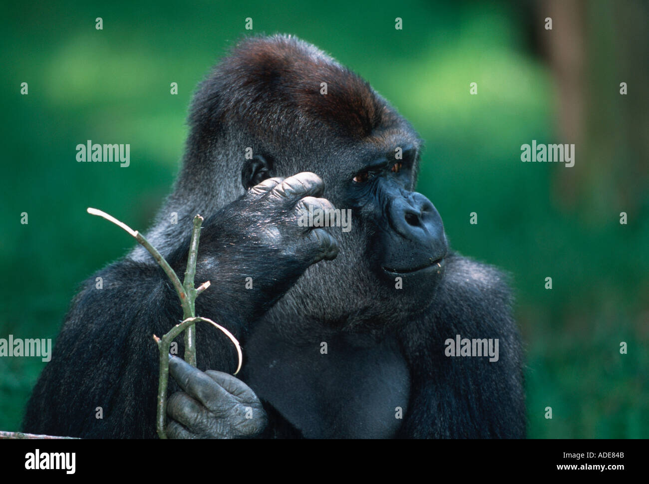 Flachlandgorilla Gorilla Gorilla Gorilla Silberrücken männlichen Distribution tropischen Regenwald westlichen Zentralafrika Stockfoto
