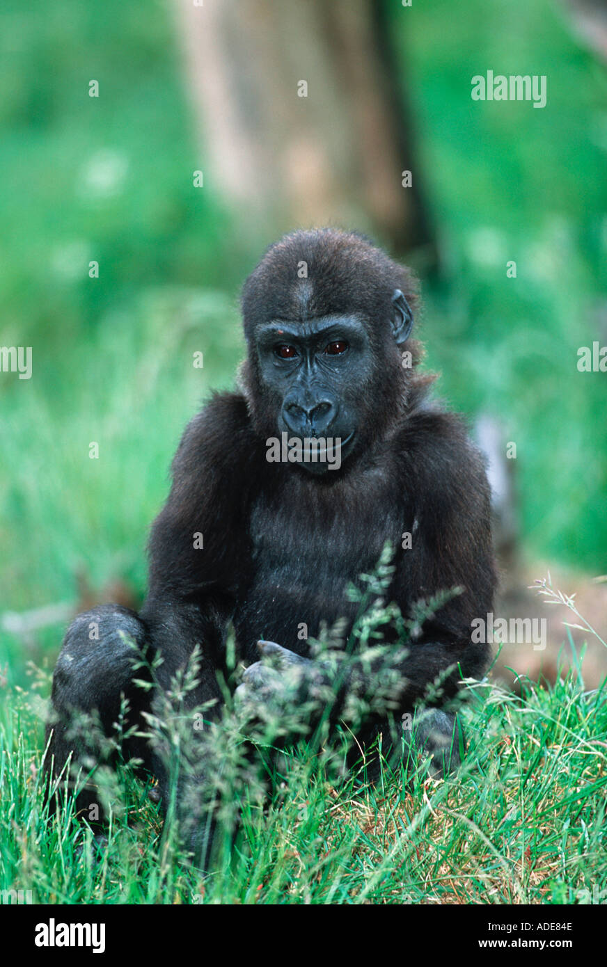 Flachlandgorilla Gorilla Gorilla Gorilla Juvenile Distribution tropischen Regenwald westlichen Zentralafrika Stockfoto