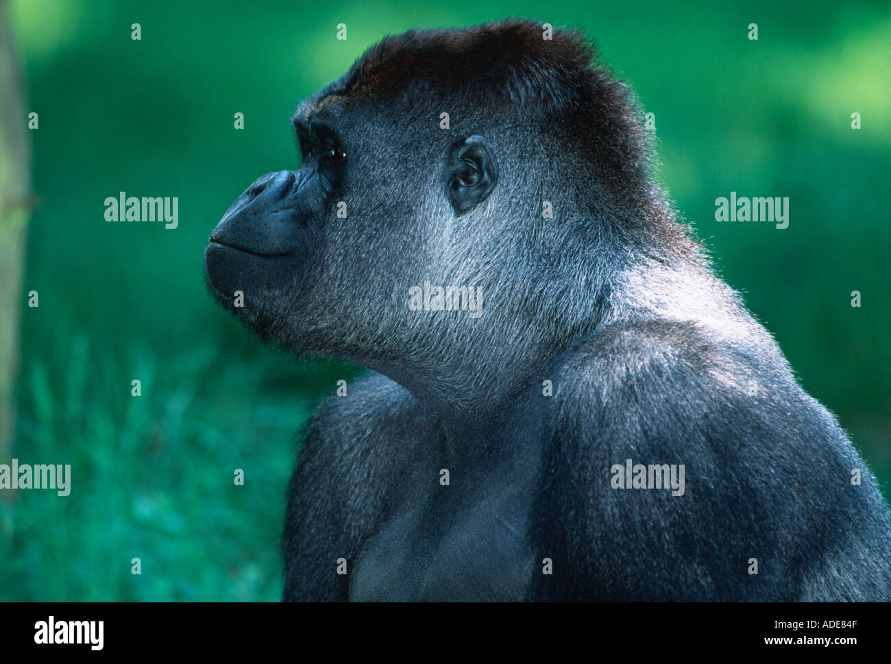 Flachlandgorilla Gorilla Gorilla Gorilla Silberrücken männlichen Distribution tropischen Regenwald westlichen Zentralafrika Stockfoto