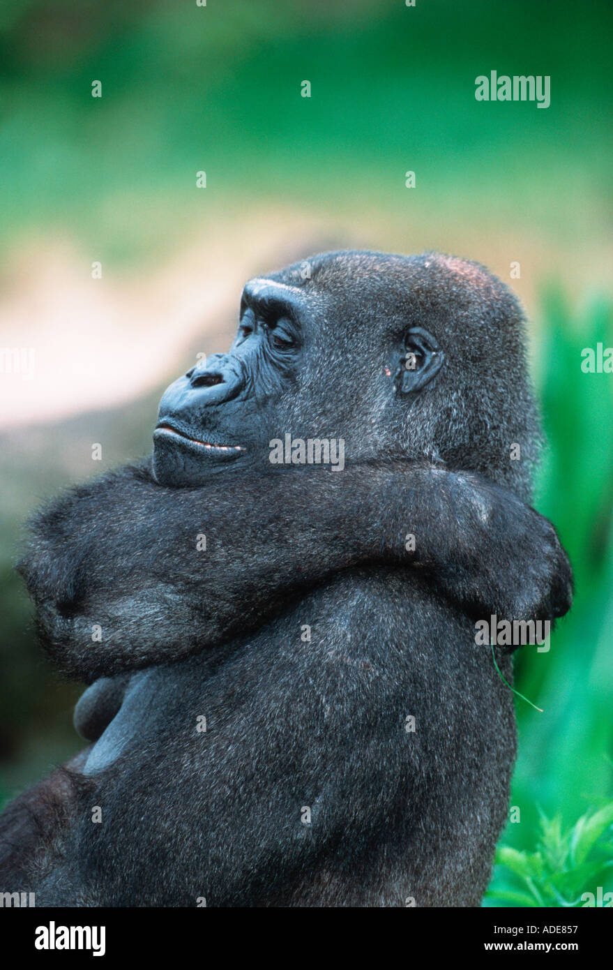 Flachlandgorilla Gorilla Gorilla Gorilla Portrait Distribution tropischen Regenwald westlichen Zentralafrika Stockfoto