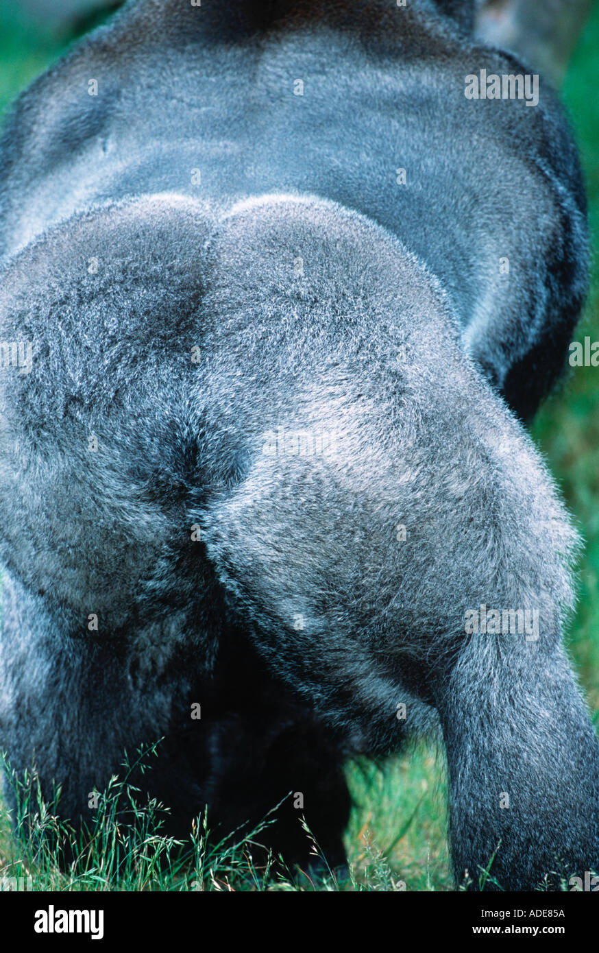 Flachlandgorilla Gorilla Gorilla Gorilla Silberrücken männlichen Distribution tropischen Regenwald westlichen Zentralafrika Stockfoto