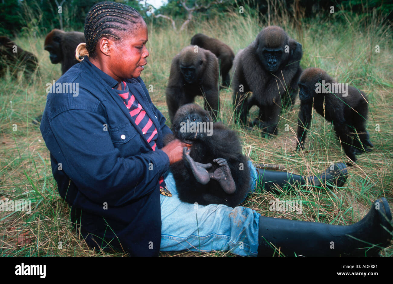 Flachlandgorilla Gorilla Gorilla Gorilla Keeper Catherine Missilou mit verwaiste Gorillas Projet Schutz des Goril Stockfoto