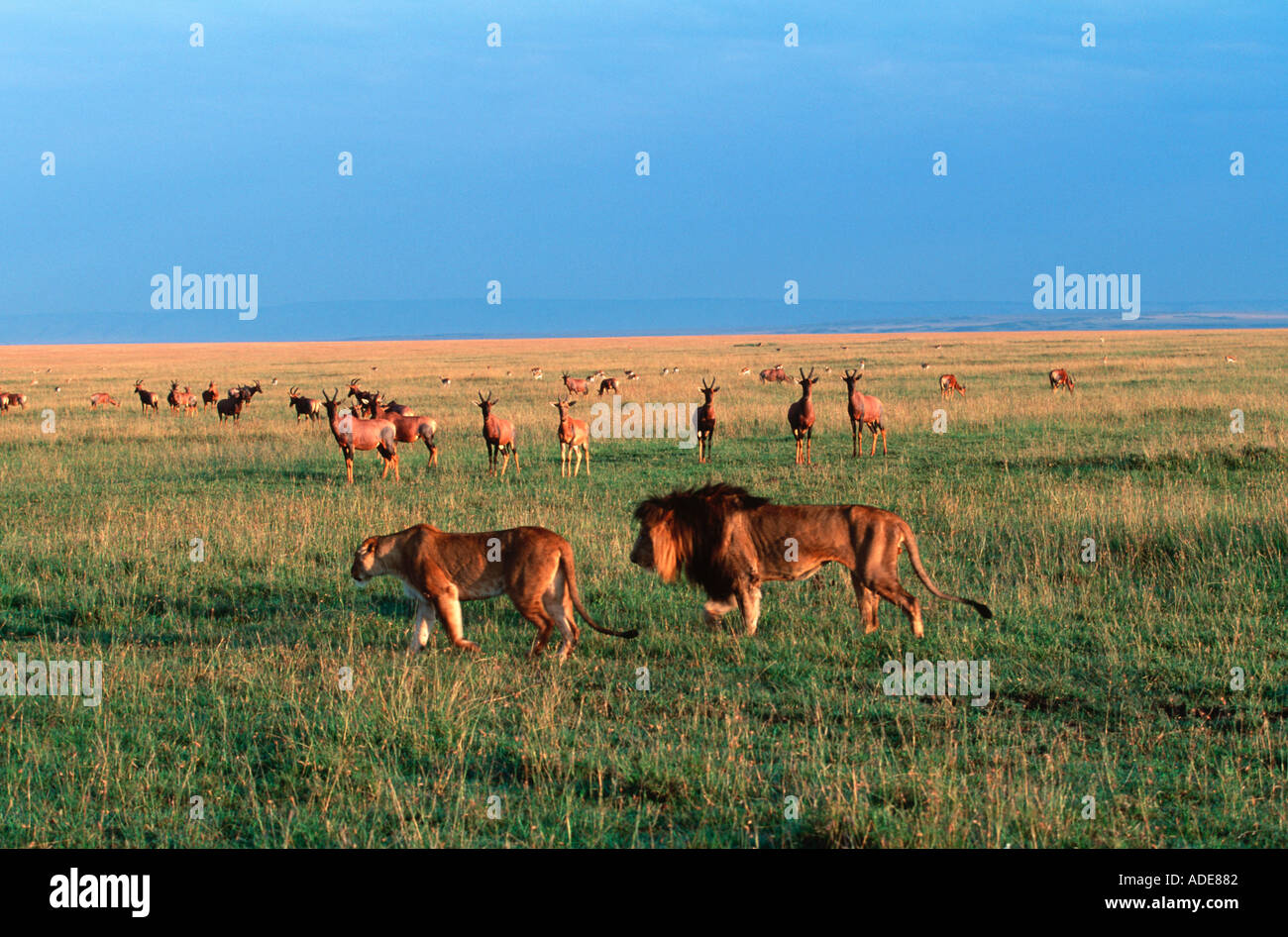 Löwe Panthera Leo Männchen und Weibchen beobachten Topi auf den Ebenen Masai Mara National Reserve Kenya Stockfoto