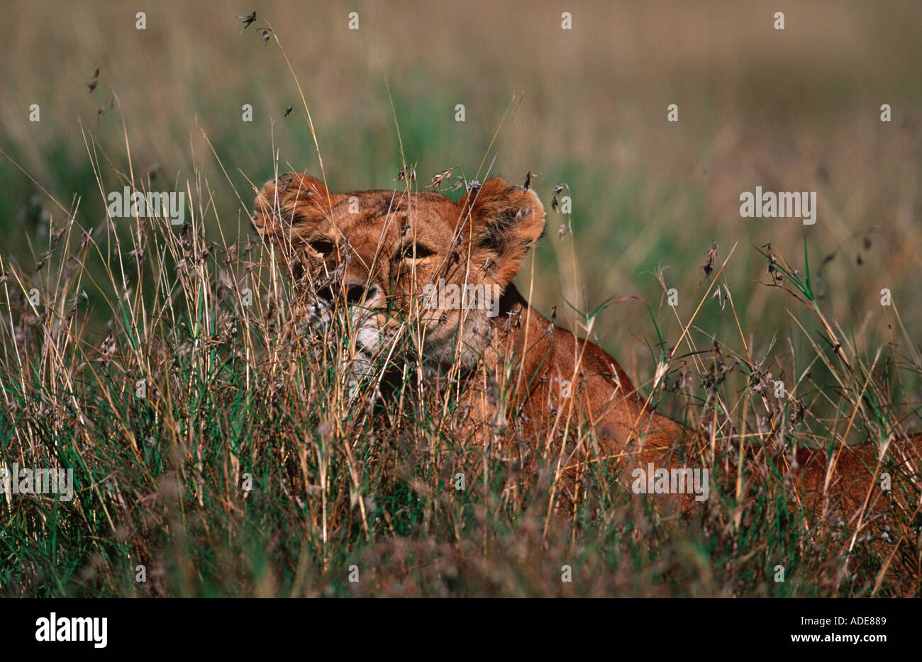 Löwe Panthera Leo Stalking Beute Masai Mara National Reserve Kenya Stockfoto