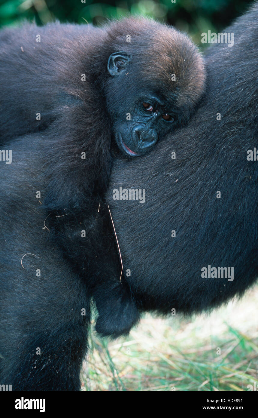 Western Lowland Gorilla verwaiste Gorillas wild Projet Schutz des Gorilles Gabun Kongo wieder zugeführt Stockfoto