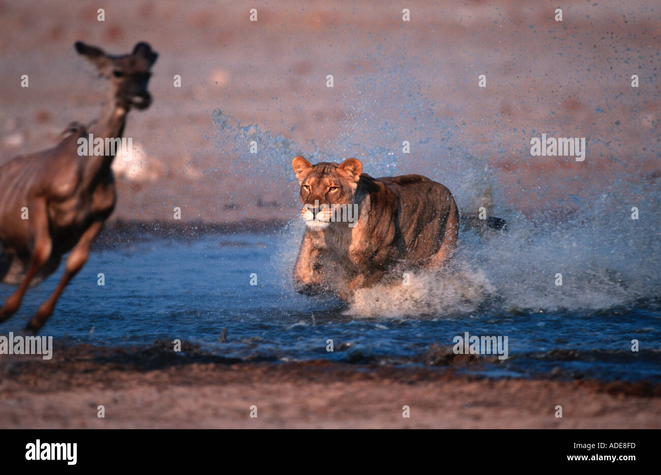 Löwe Panthera Leo Löwin Angriff auf Tötung Kudu Etosha N P Namibia Sub-Sahara-Afrika Stockfoto