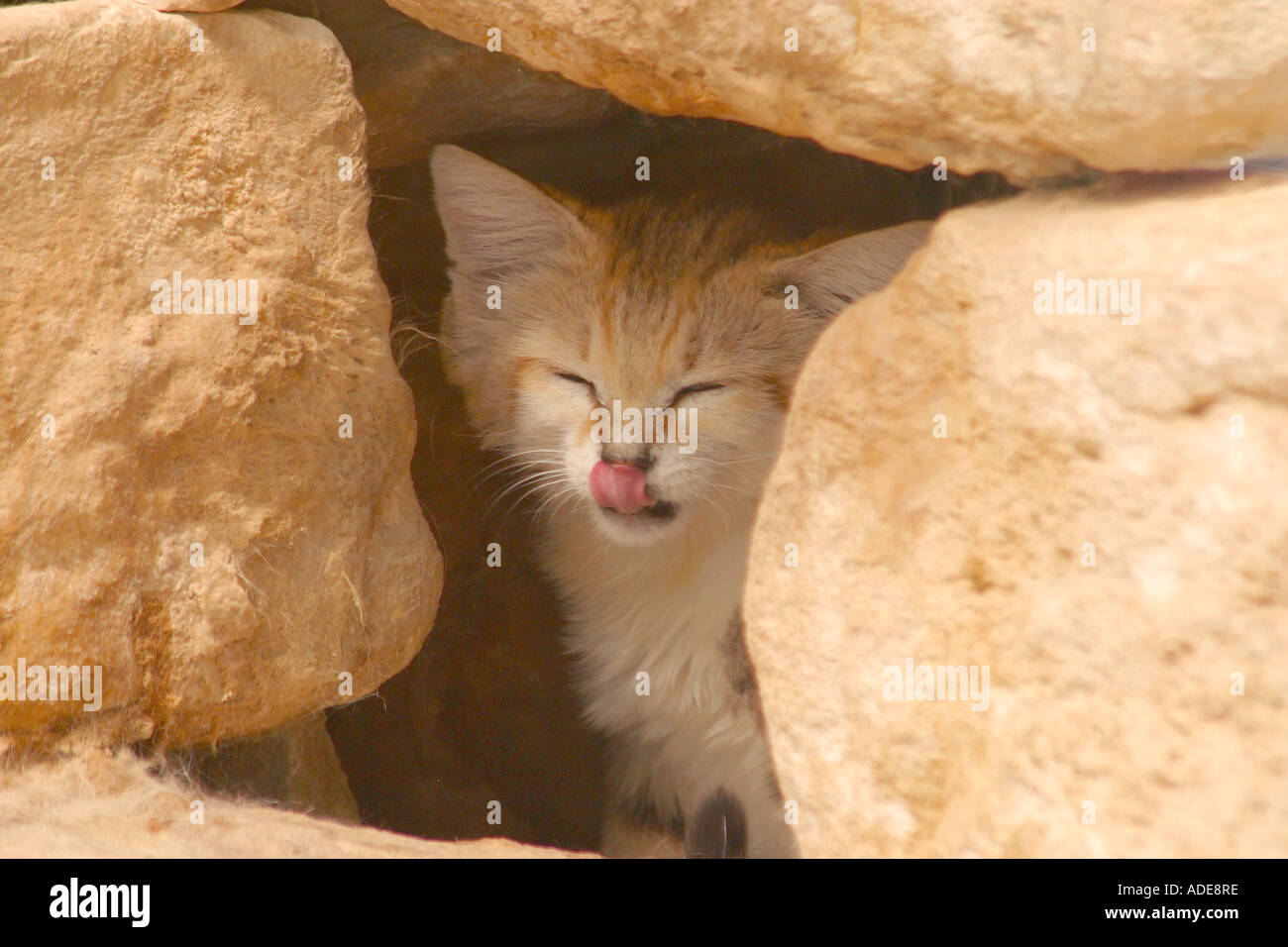 Arabische Sandkatze lecken Lippen Stockfoto