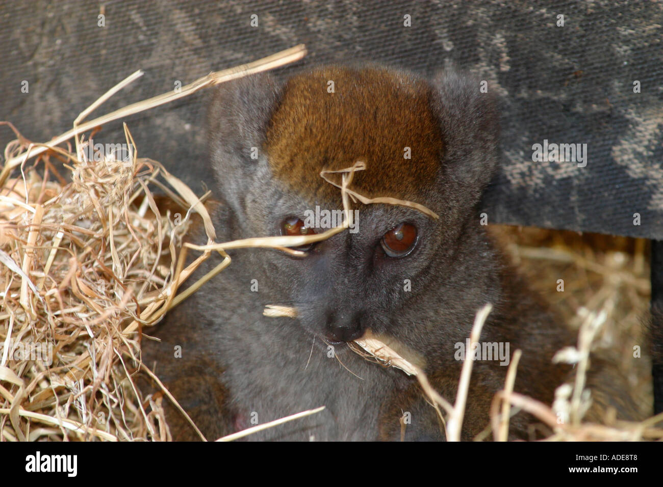 Sanfte Lemur (Hapalemur alaotrensis) heraus spähen hinter Stroh Stockfoto