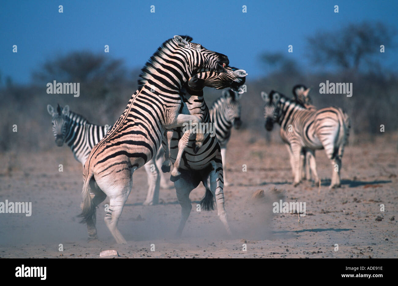Burchells Zebra Equus Burchelli Hengste kämpfen Etosha N P Namibia zentralen östlichen Südafrika Stockfoto