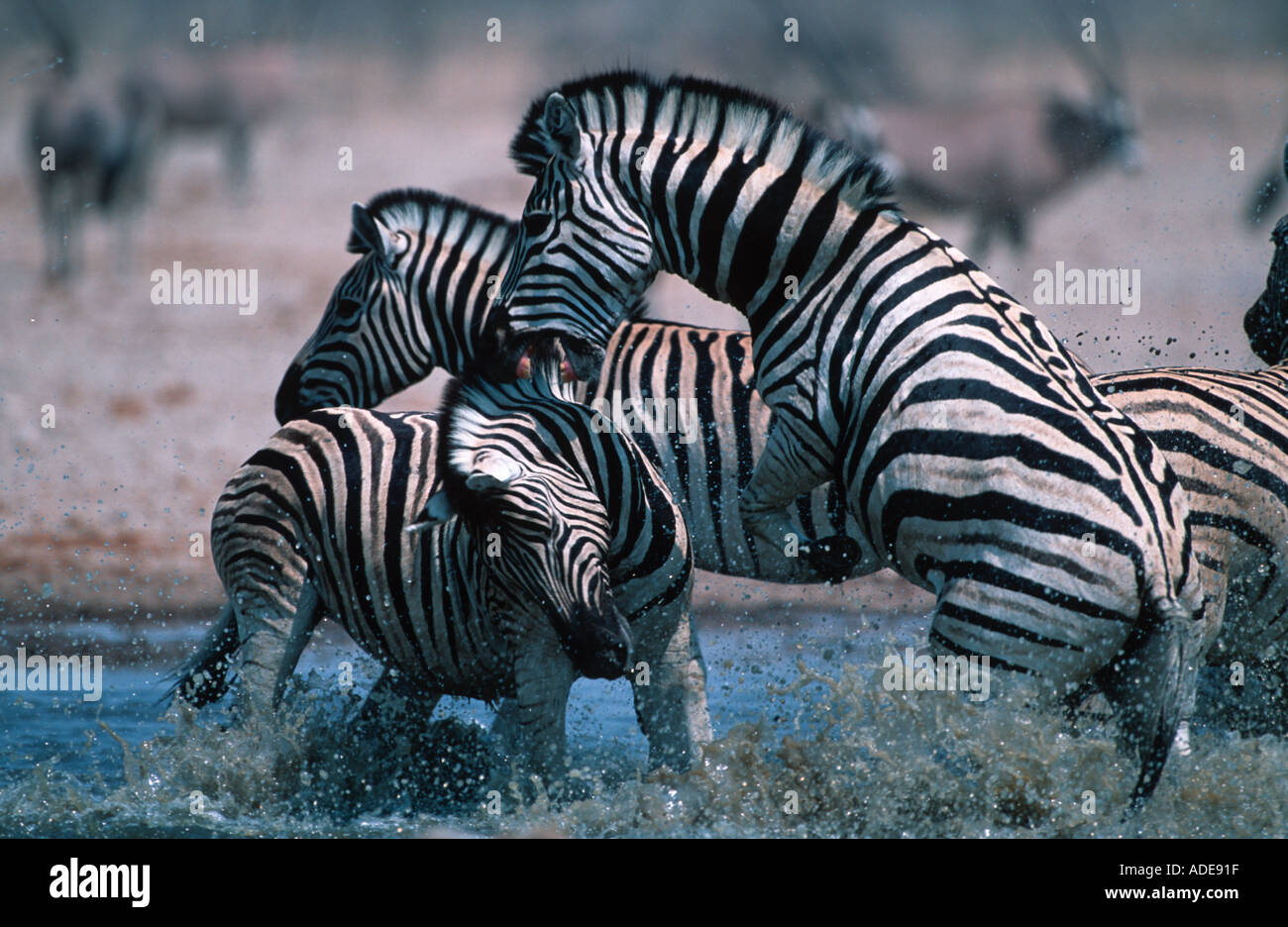 Burchells Zebra Equus Burchelli Hengste kämpfen Etosha N P Namibia zentralen östlichen Südafrika Stockfoto