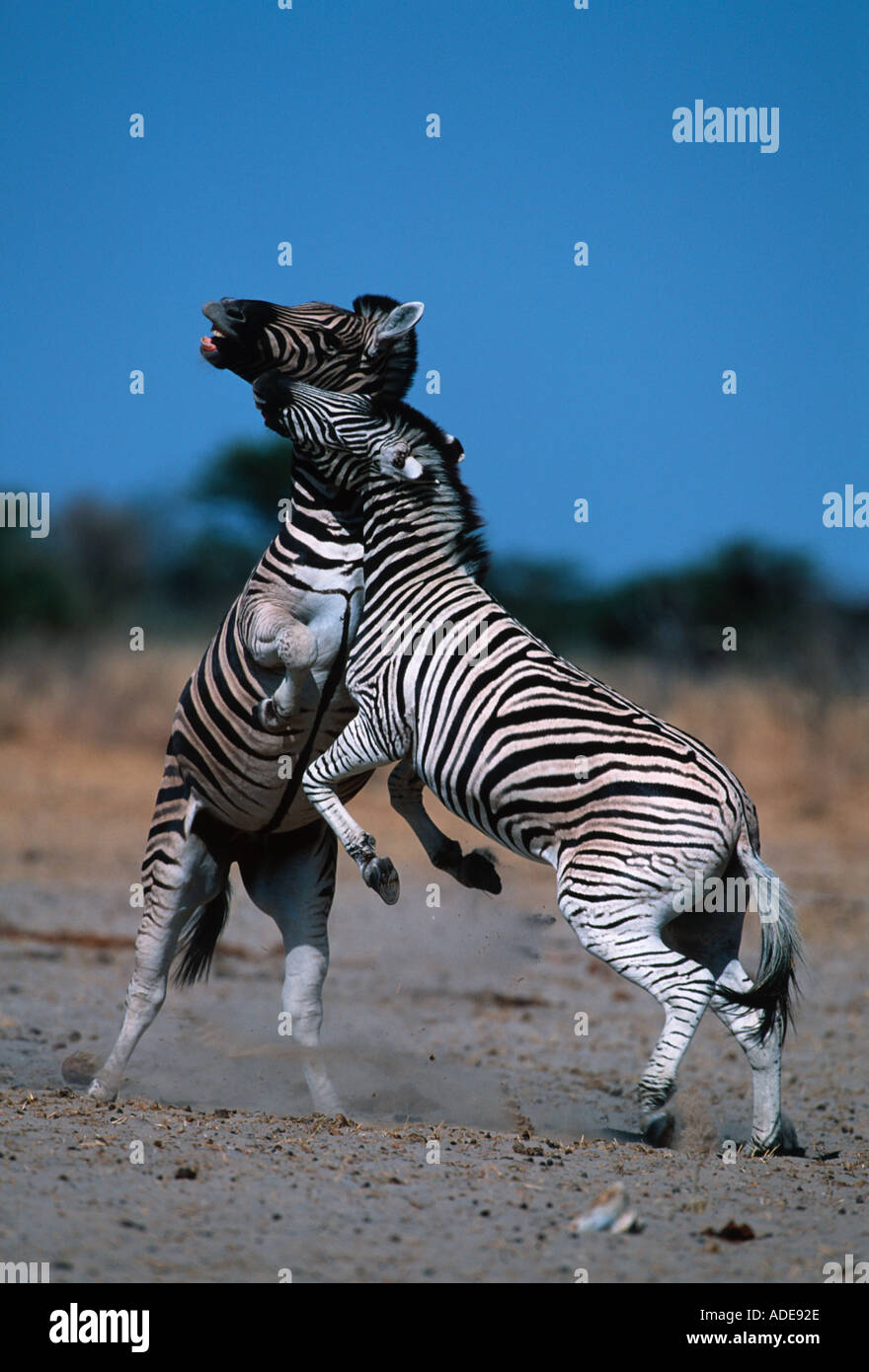 Burchell s Zebra Equus Burchelli Hengste kämpfen Etosha N P Namibia zentralen östlichen Südafrika Stockfoto
