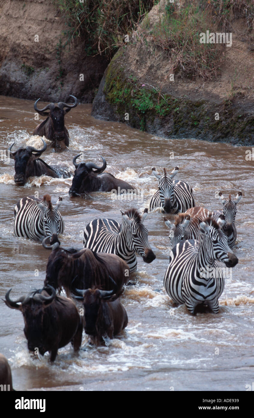 Burchells Zebra Equus Burchelli mit Gnus durchqueren Mara Fluss Maasai Mara G R Kenia Stockfoto