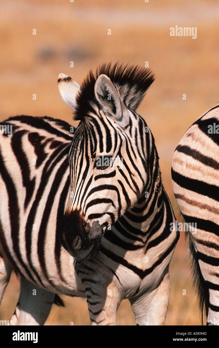 Burchells Zebra Equus Burchelli junge Fohlen Etosha N P Namibia zentralen östlichen Südafrika Stockfoto