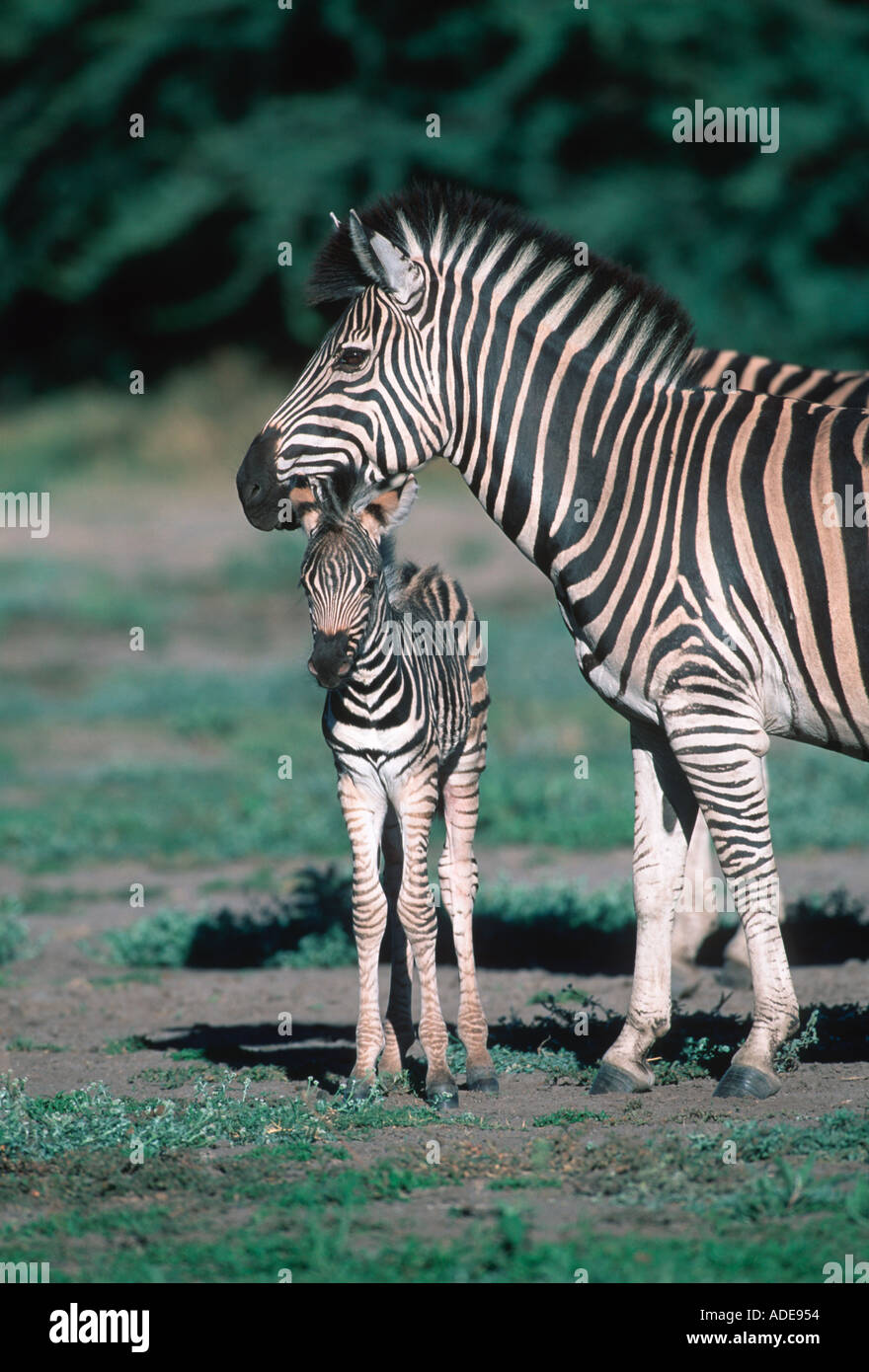 Burchells Zebra Equus Burchelli weiblich mit Fohlen Etosha N P Namibia zentralen östlichen Südafrika Stockfoto