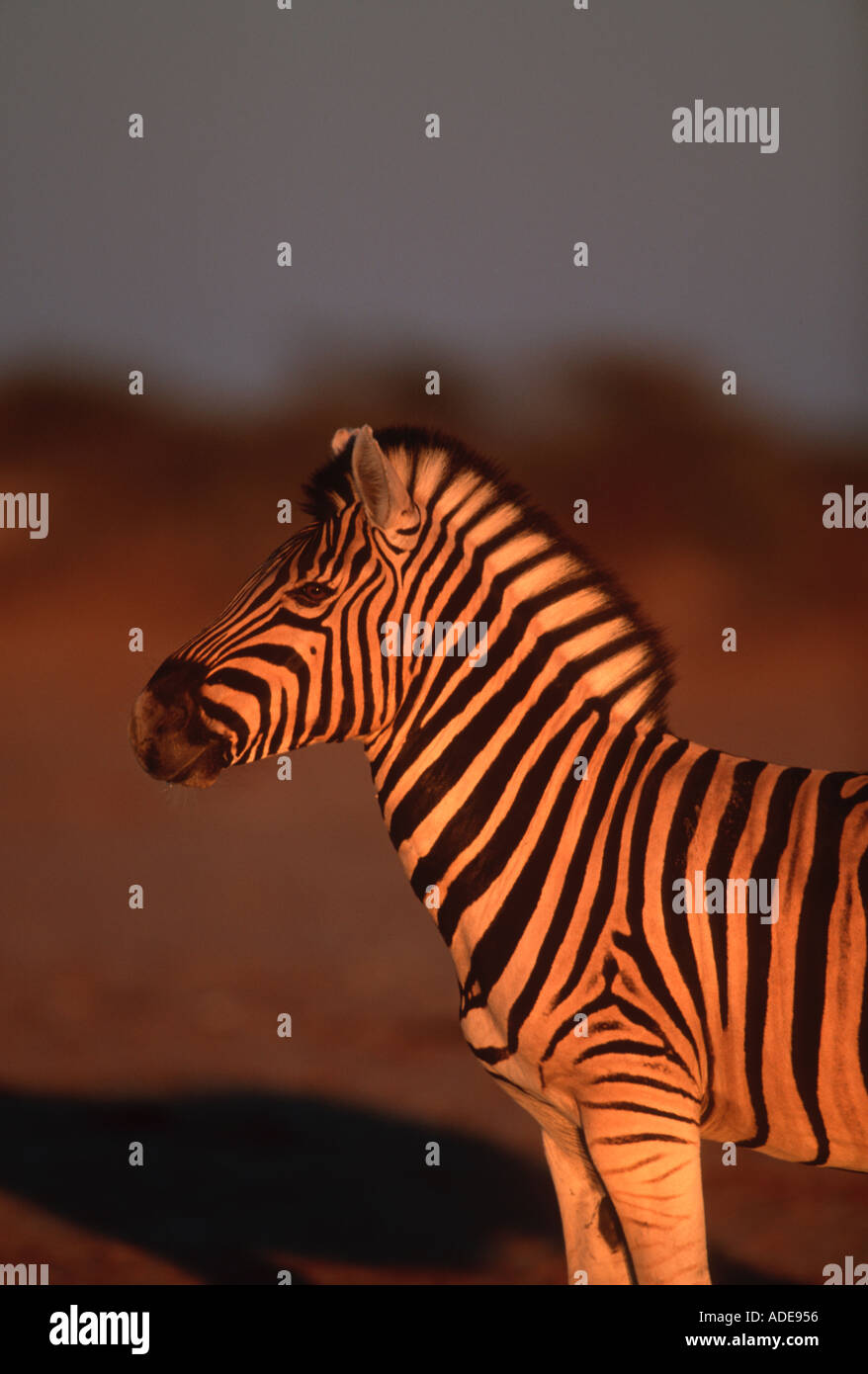 Burchells Zebra Equus Burchelli Etosha N P Namibia zentralen östlichen Südafrika Stockfoto