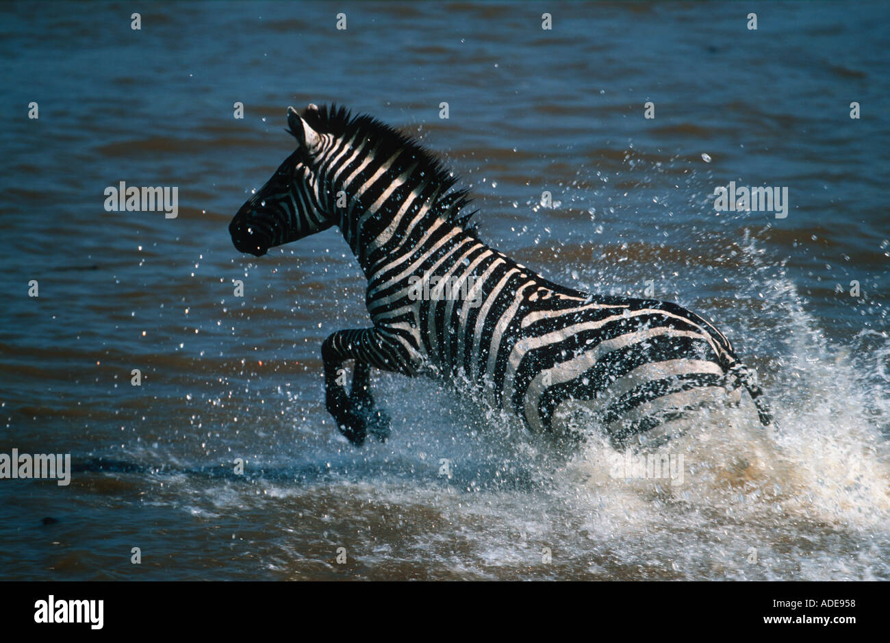 Burchells Zebra Equus Burchelli durch Masai Fluss Migration Masaai Mara G R Kenia Stockfoto