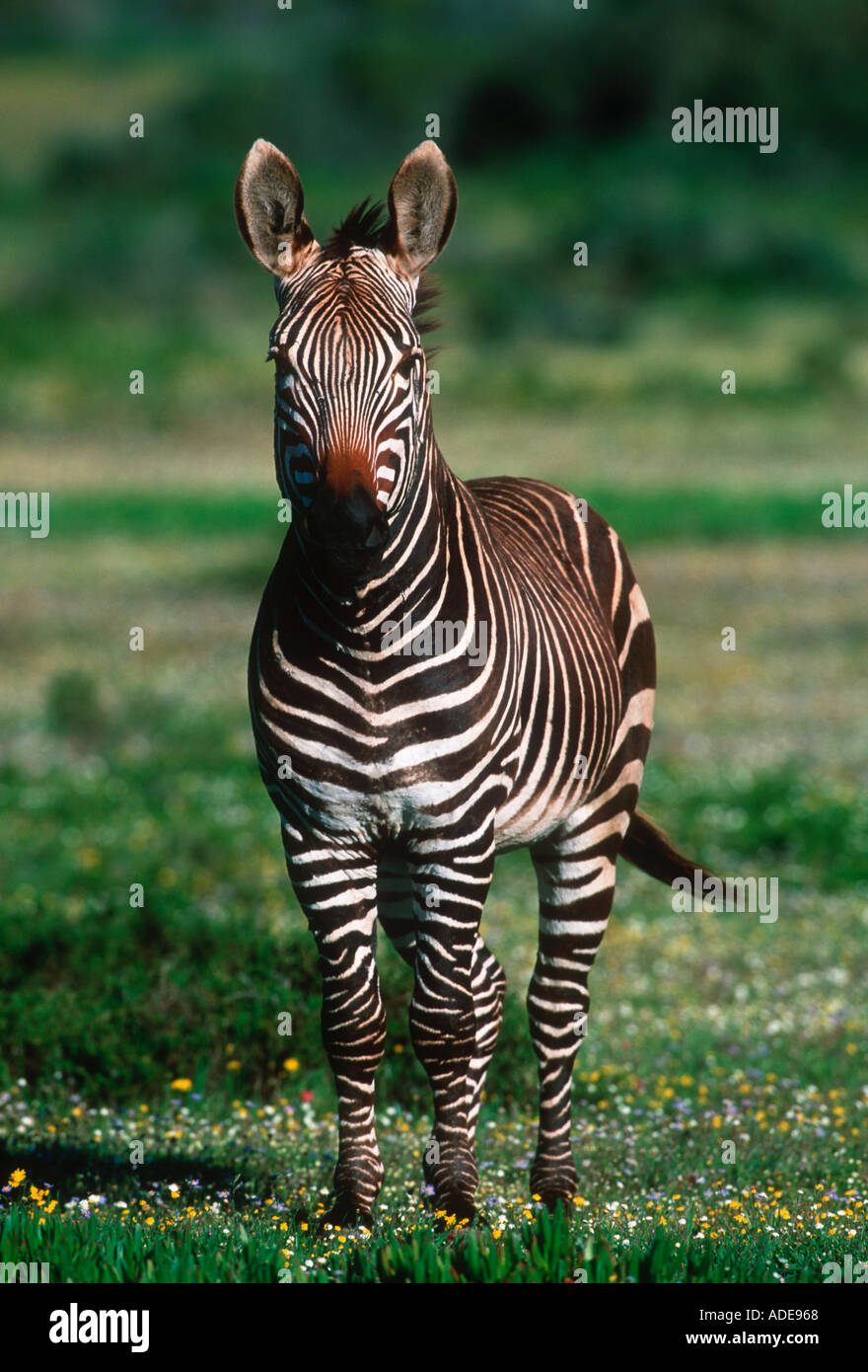 Cape Mountain Zebra Equus Zebra Zebra endemisch bedrohten De Hoop N R Südafrika Stockfoto