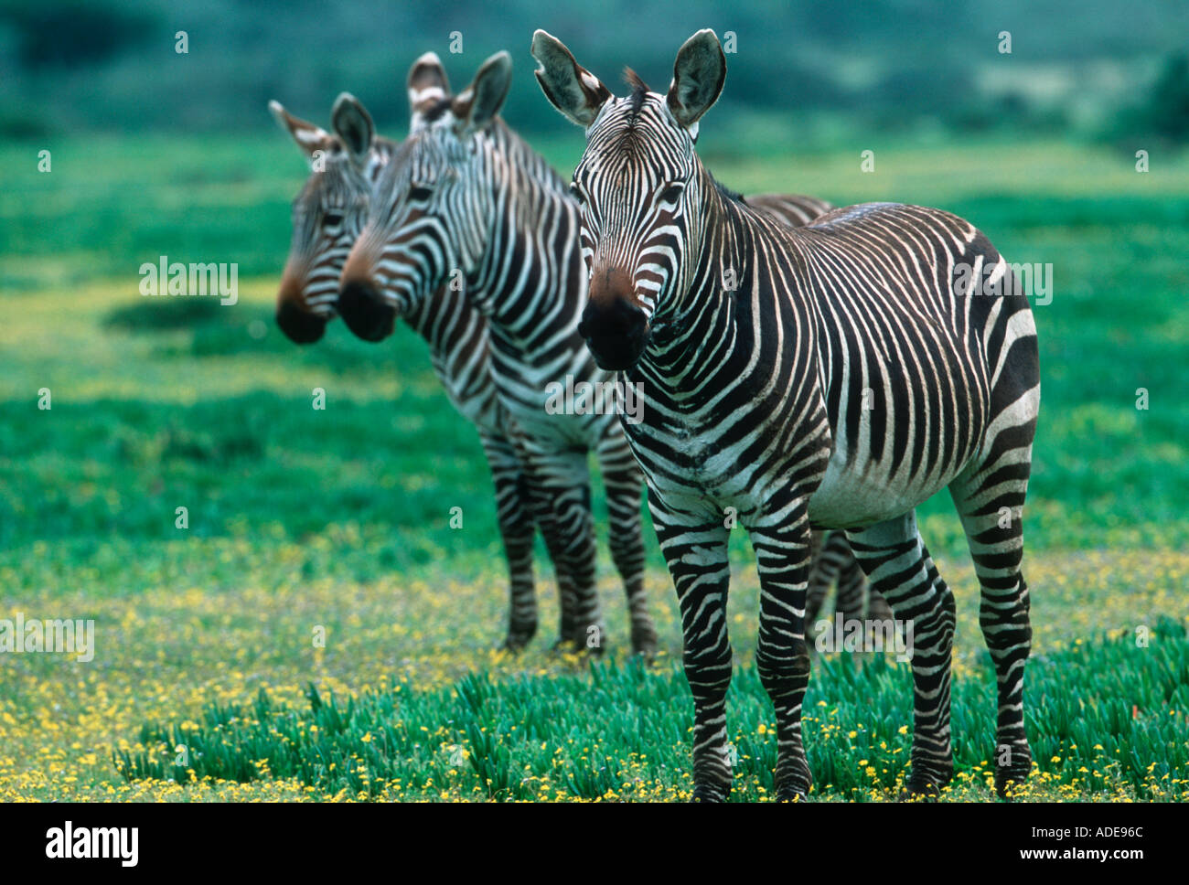 Cape Mountain Zebra Equus Zebra Zebra endemisch bedrohten De Hoop N R Südafrika Stockfoto
