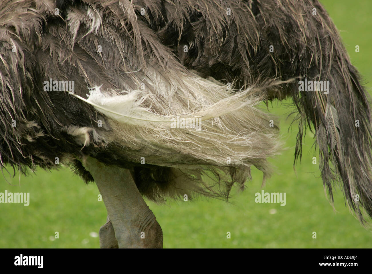 Gemeinsame Strauß (Struthio camelus) Federn Stockfoto