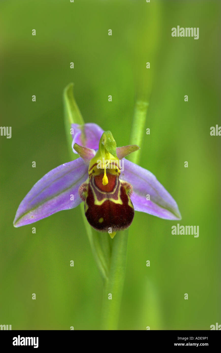 Biene Orchidee (Ophrys Apifera) mit Pollen Sac an Ort und Stelle. Stockfoto