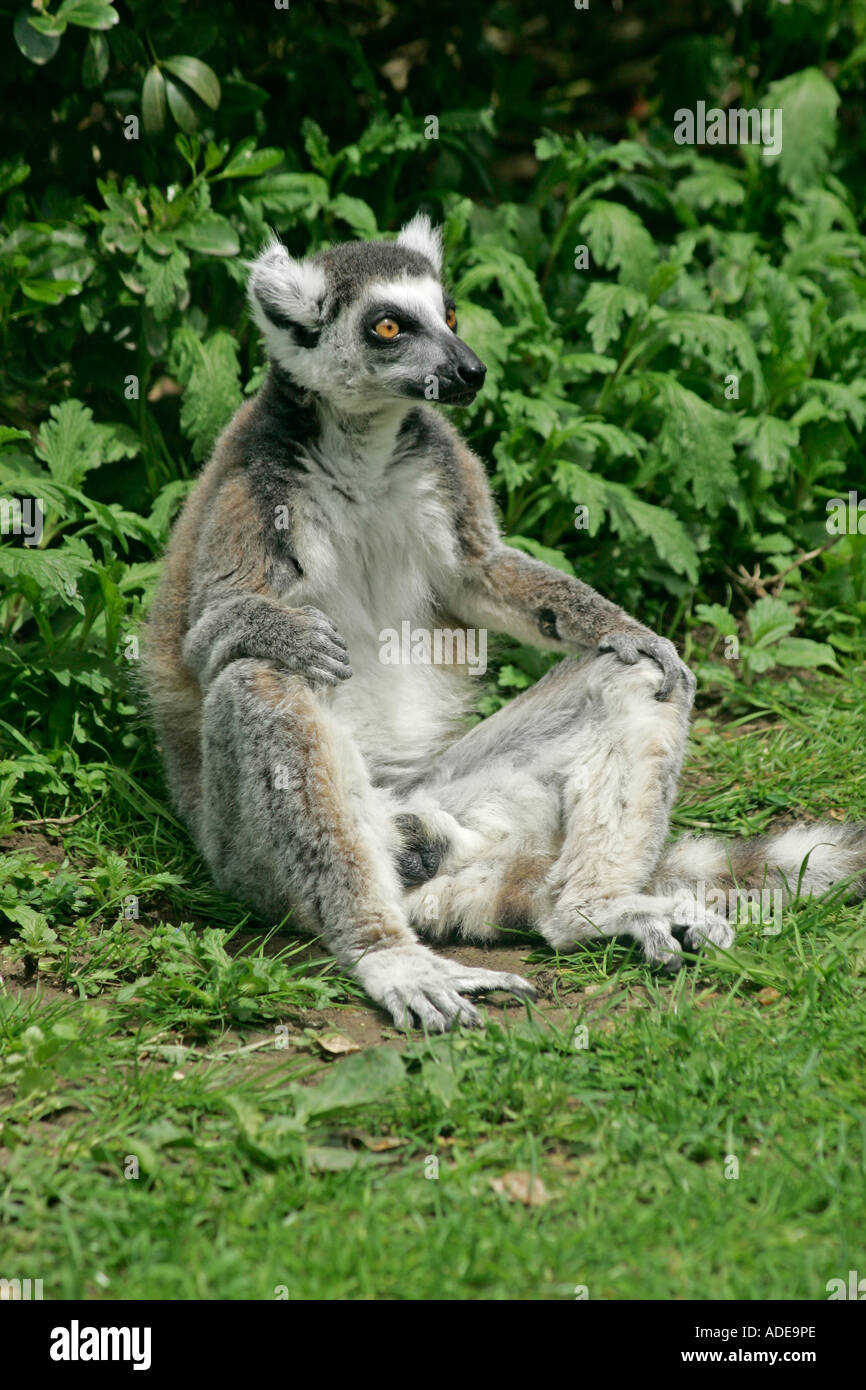 Ring-tailed Lemur (Lemur catta) im Sitzen die Beine weit auseinander Stockfoto