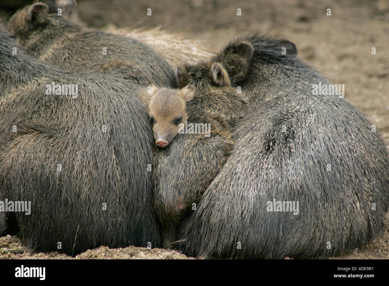 Collared peccary Baby (Tayassu tajacu) gequetscht in zwischen Schlafen Eltern. Stockfoto