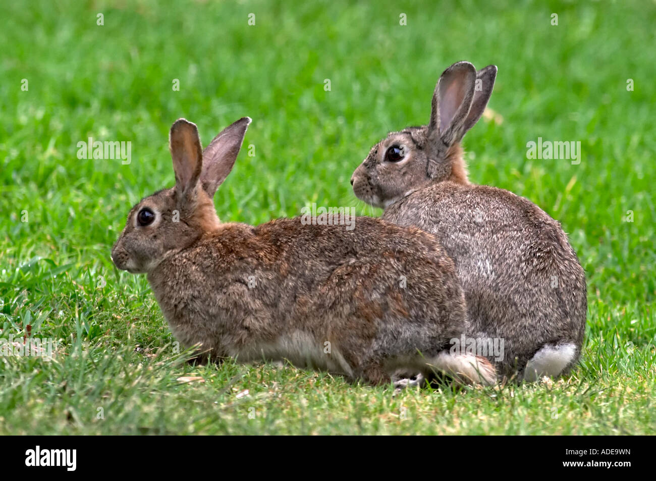 Zwei europäische wilde Kaninchen Oryctolagus cuniculus Stockfoto