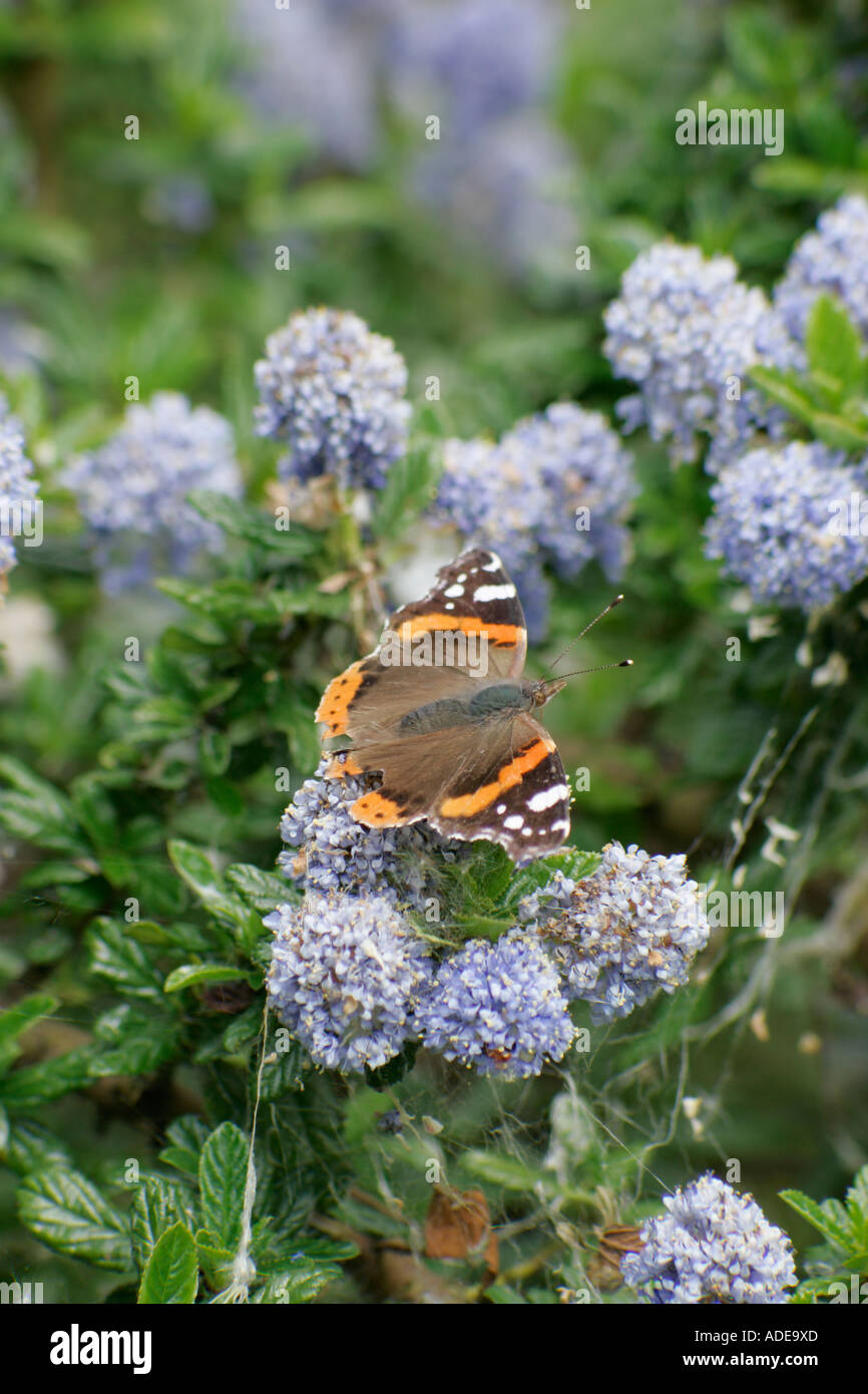 Rot Schmetterling Admiral (Vanessa atalanta) Fütterung mit Blumen auf Hebe Bush Stockfoto