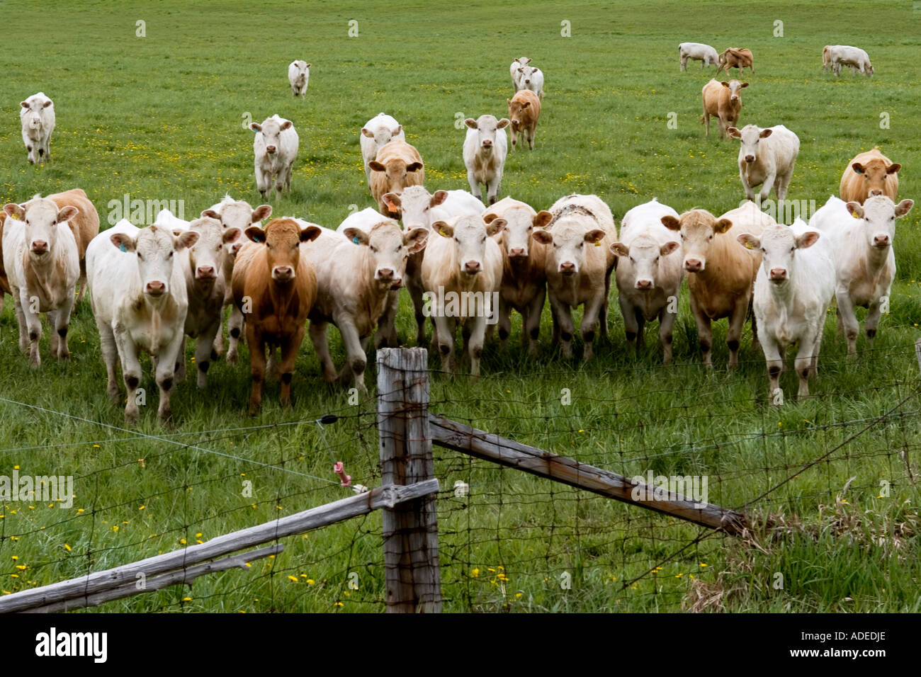 Kühe in ein offenes Feld stehen Schulter an Schulter in einer Gruppe Stockfoto