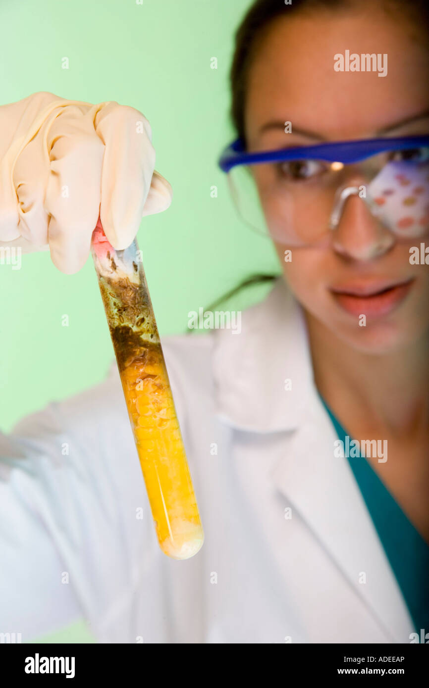 Wissenschaftler testen Mais. Gentechnisch veränderter Mais in Testtube. Stockfoto
