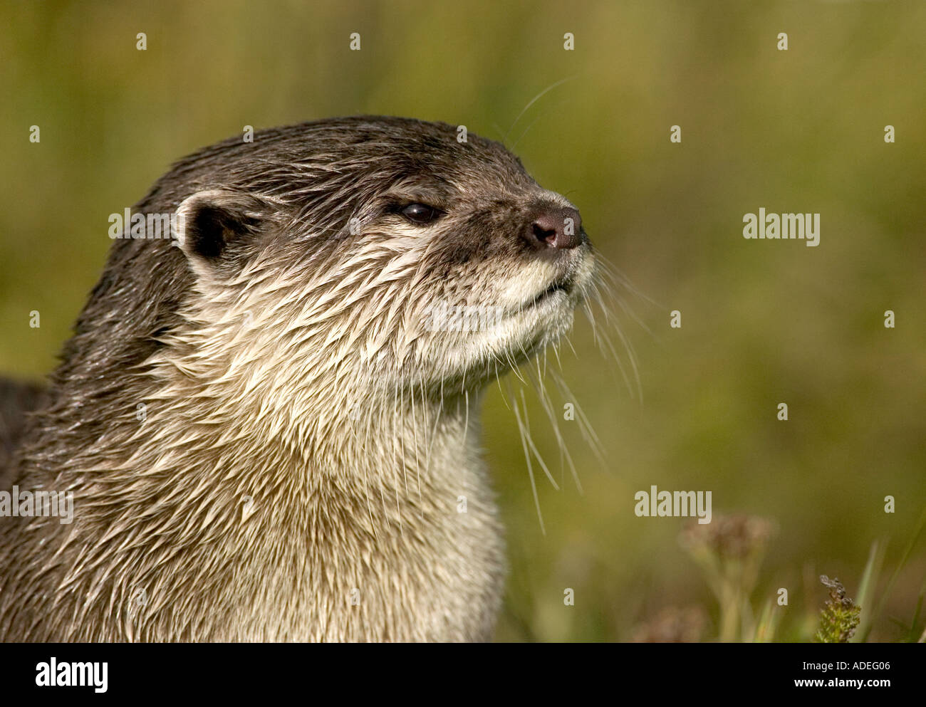 Otter Aonyx cinerea Stockfoto