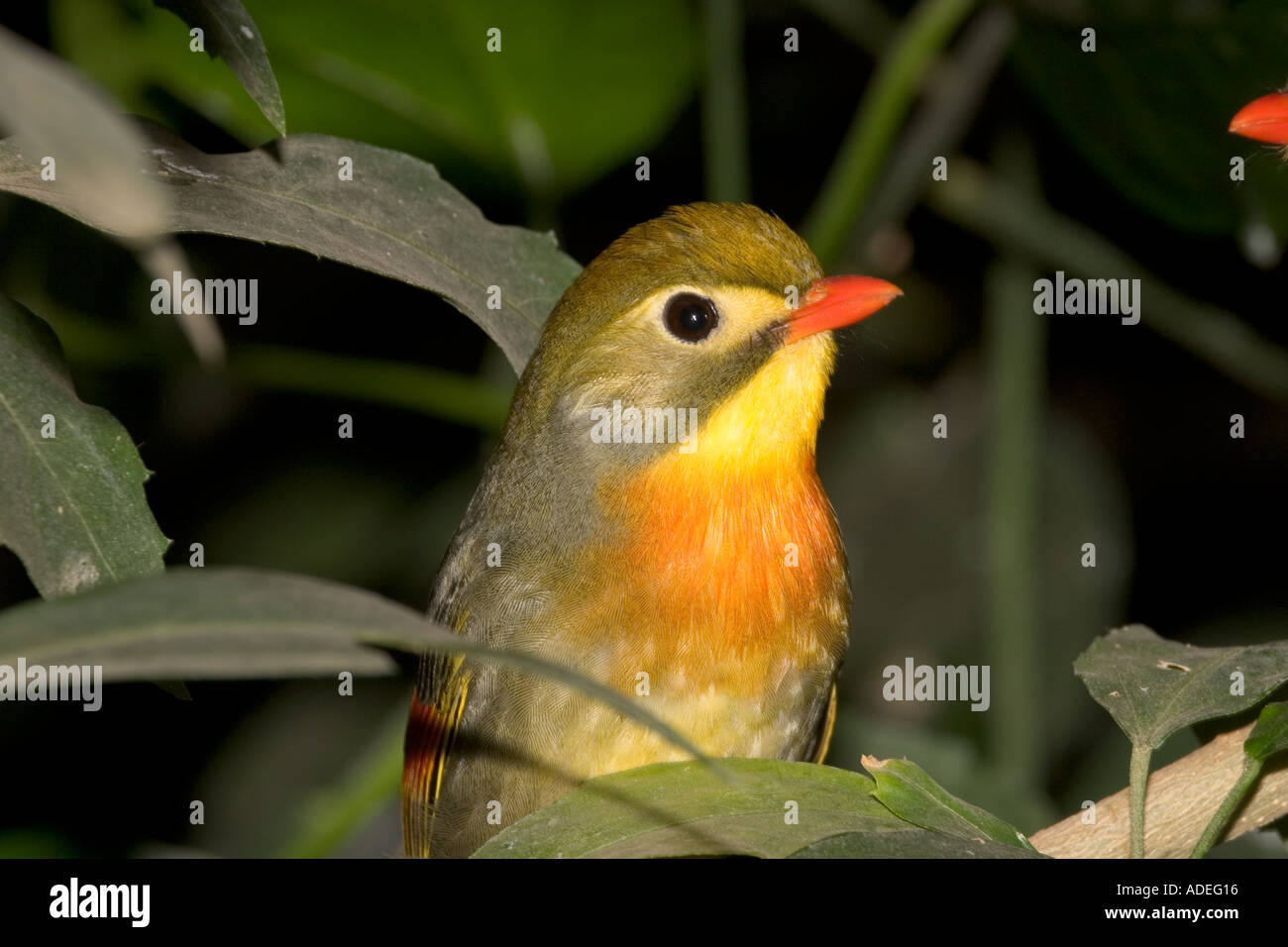 Pekin Robin Stockfoto