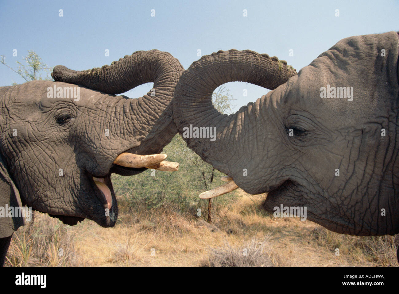 Close-up Seite auf Sicht von zwei jungen afrikanischen Elefanten. Okavangodelta. Botswana. Stockfoto