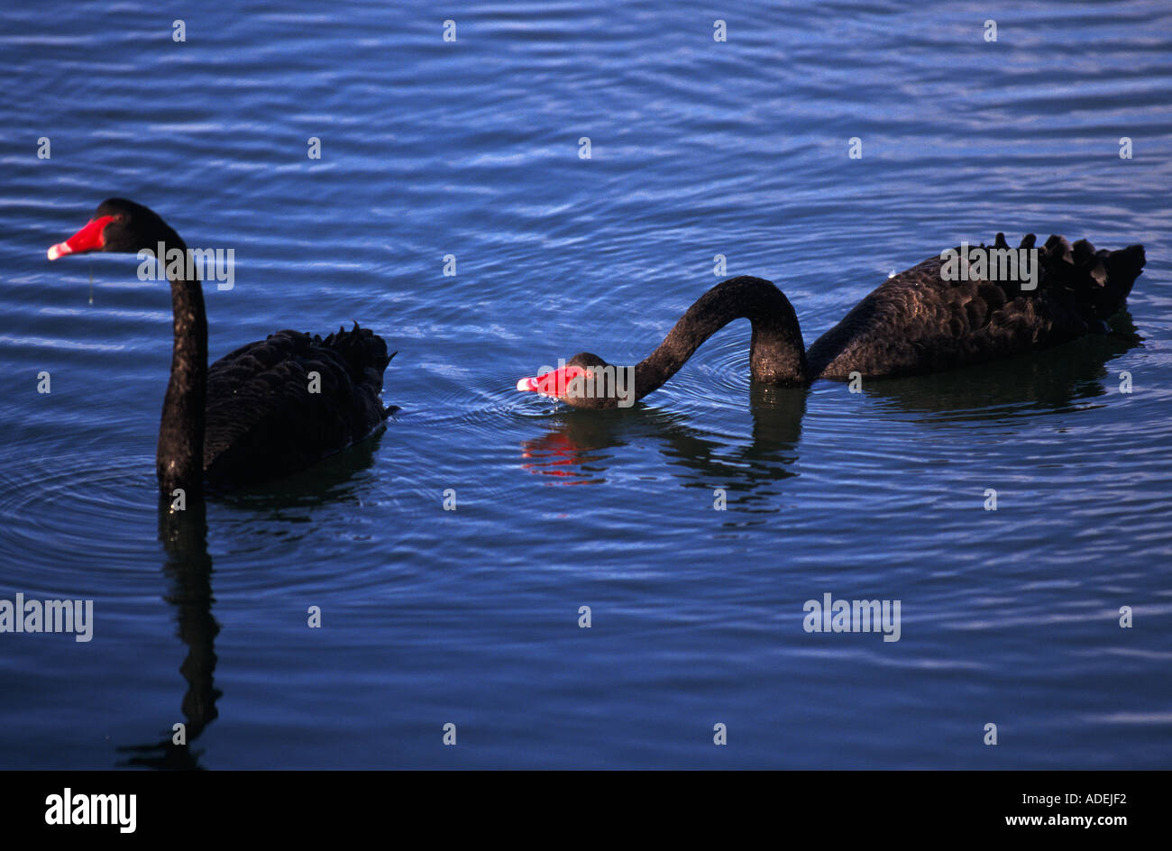 Schwarze Schwäne Goolwa Fleurieu Peninsula South Australia Australien horizontale Cygnus olor Stockfoto