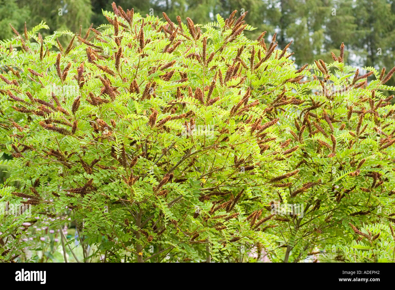 falscher Indigo Bush Leguminosae Amorpha Fruticosa USA Stockfoto