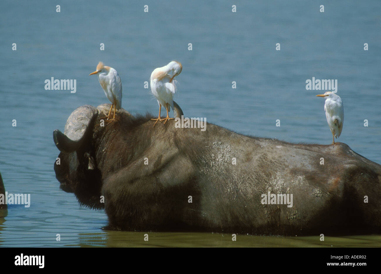 Kuhreiher gehockt Buffalo ruht in Wasser Stockfoto