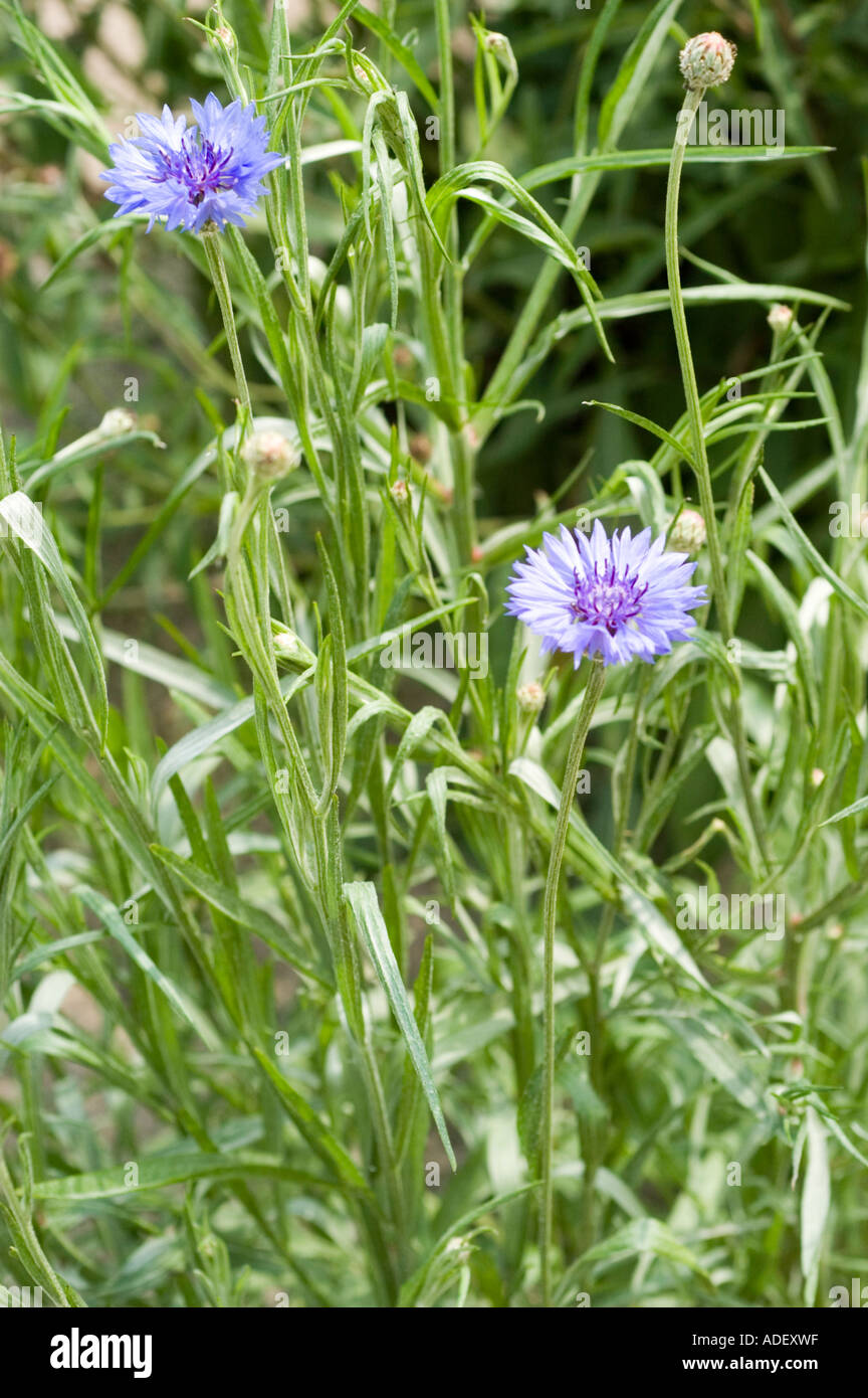 Blauen, violetten Blüten der Kornblume-Asteraceae-Centaurea cyanus Stockfoto