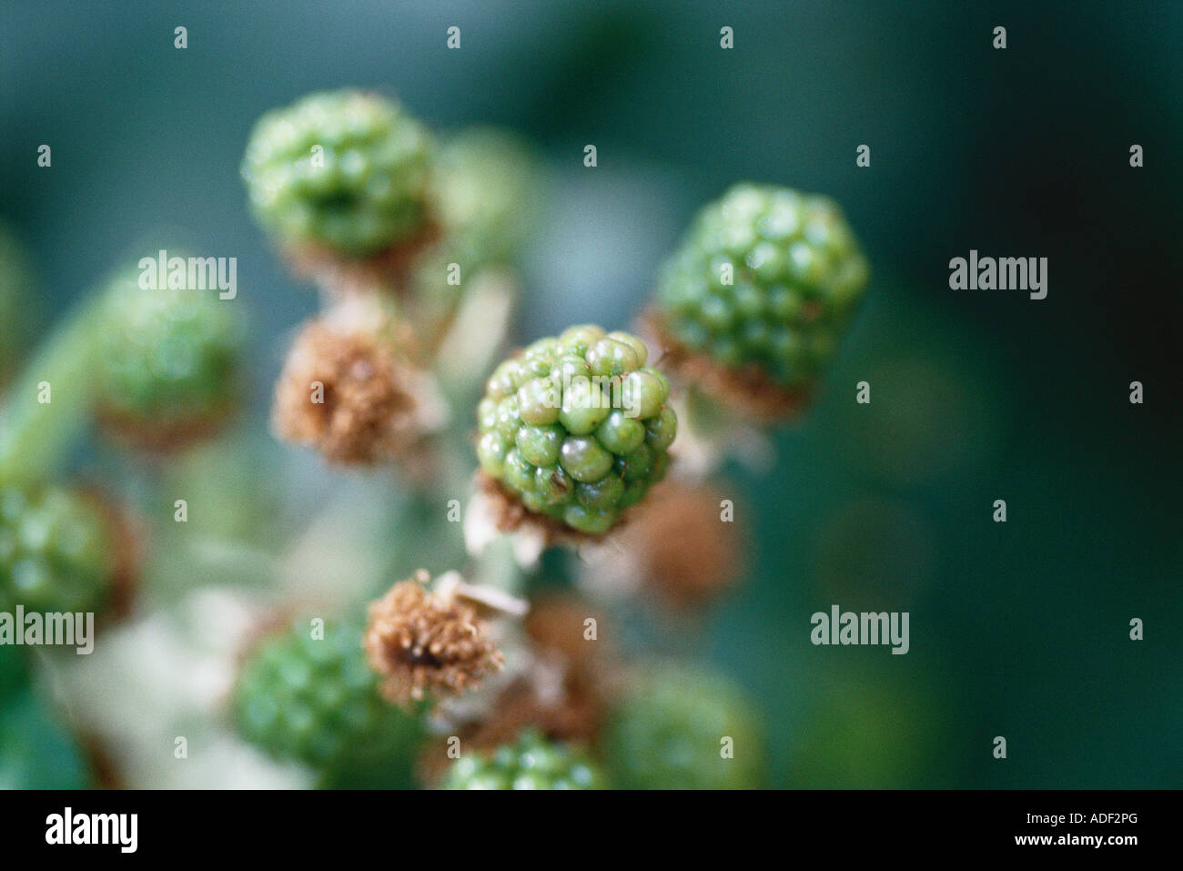 BlackBerry-Busch, close-up der unreifen Beeren Stockfoto