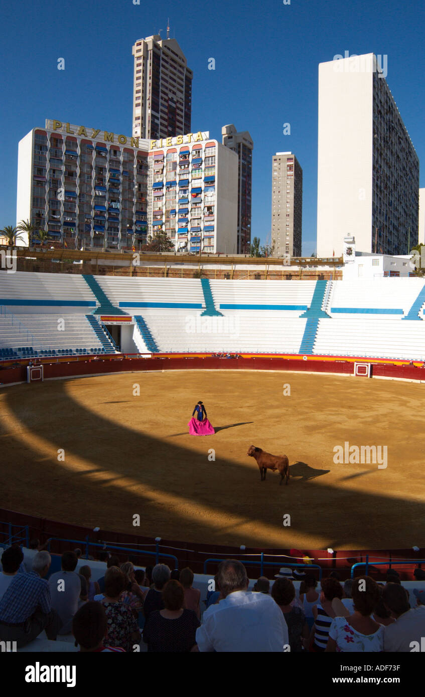 Stierkampf in Spanien Matador und Bull anstarren, einander in der Arena von Benidorm Costa Blanca Stockfoto